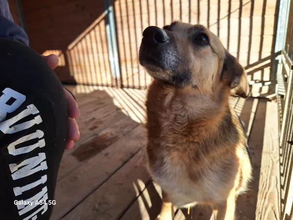 Pies do adopcji, Orzechowce, 13 marca 2025 (2/3)