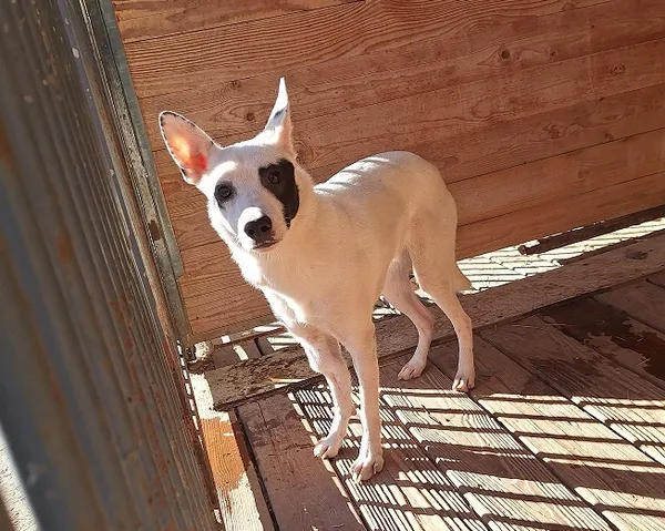 Pies do adopcji, Orzechowce, 13 marca 2025 (1/3)