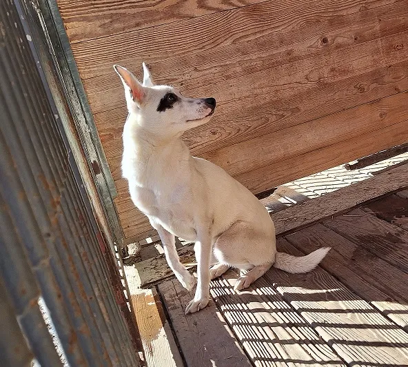 Pies do adopcji, Orzechowce, 13 marca 2025 (3/3)