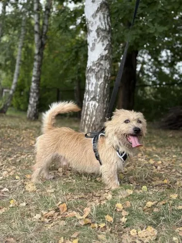 Pies do adopcji, Kraków, 4 marca 2025 (4/5)