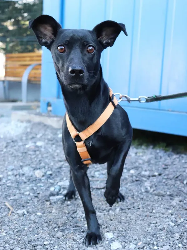 Znaleziono psa, Łódź, 18 marca 2025 (2/4)