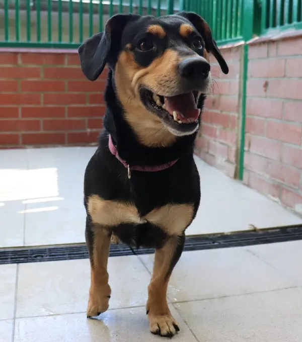 Znaleziono psa, Łódź, 19 lipca 2025 (1/5)