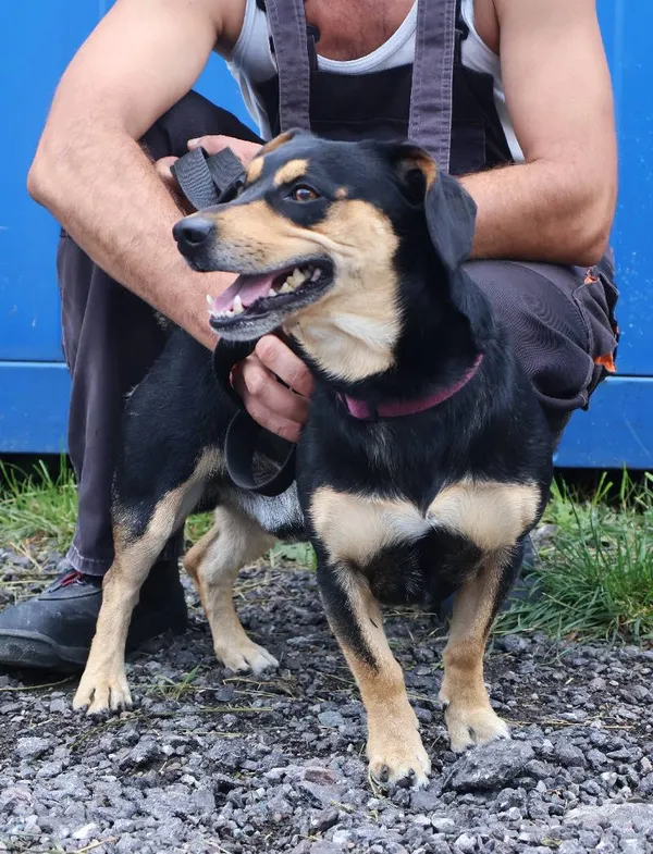 Znaleziono psa, Łódź, 19 lipca 2025 (3/5)