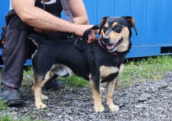 Znaleziono psa, Łódź, 19 lipca 2025 (4/5)