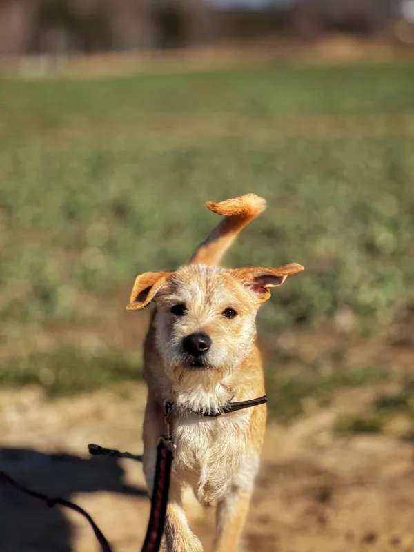 Pies do adopcji, Dłużyna Górna, 19 marca 2025 (2/5)