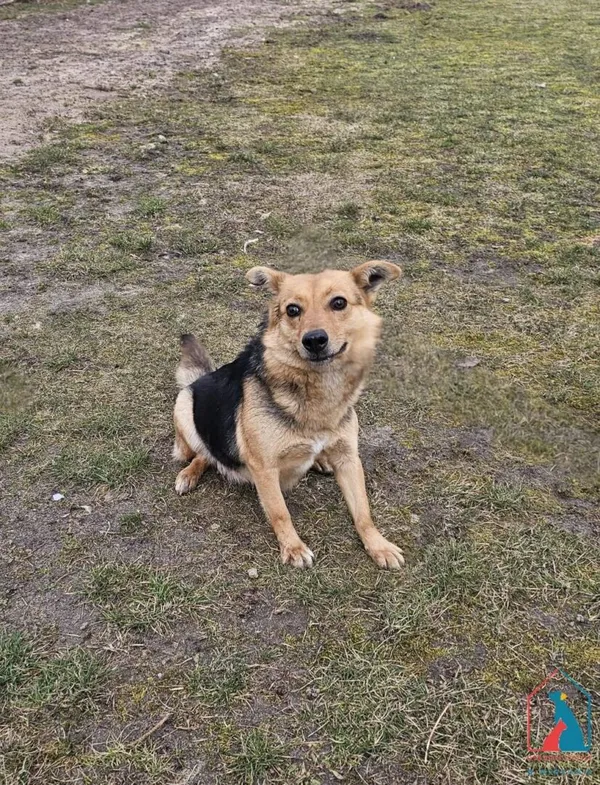 Pies do adopcji, Grudziądz, 3 marca 2025