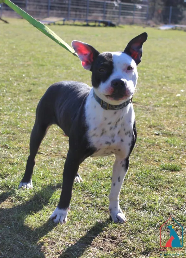 Pies do adopcji, Grudziądz, 18 marca 2025