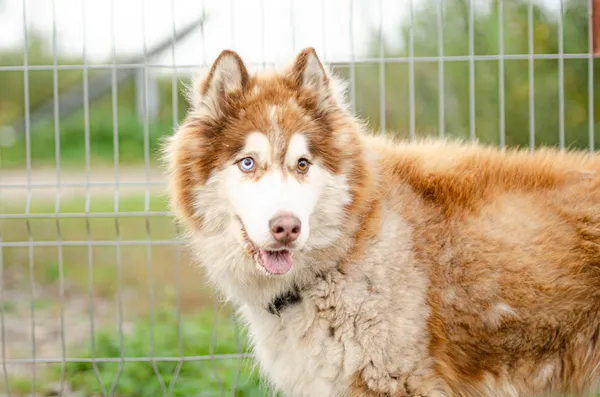 Oddam psa, Gdynia, Karwiny, 19 marca 2025 (4/4)