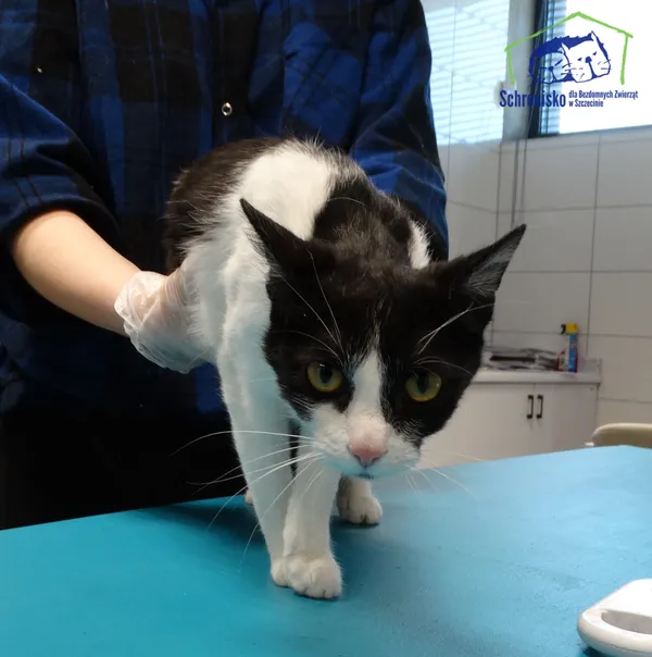Znaleziono kota, Szczecin, 18 marca 2025