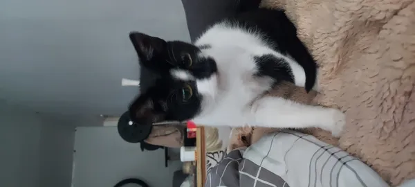 Zaginął kot, Łódź, 19 marca 2025