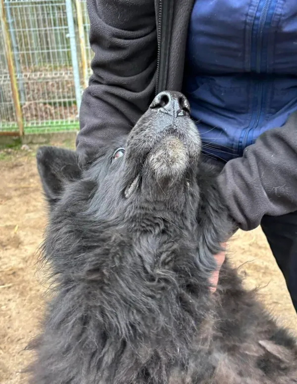 Pies do adopcji, Przyborówko, 19 marca 2025 (2/4)