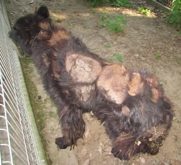 Pies do adopcji, Przyborówko, 19 marca 2025 (3/4)