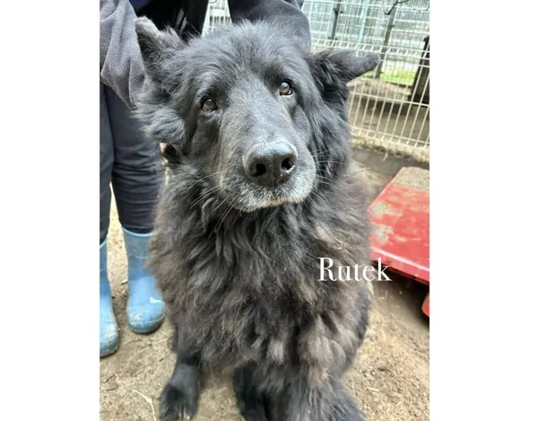 Pies do adopcji, Przyborówko, 19 marca 2025 (4/4)