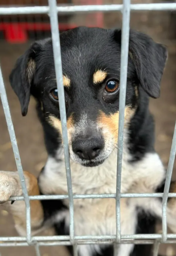 Pies do adopcji, Przyborówko, 23 lutego 2026 (1/5)