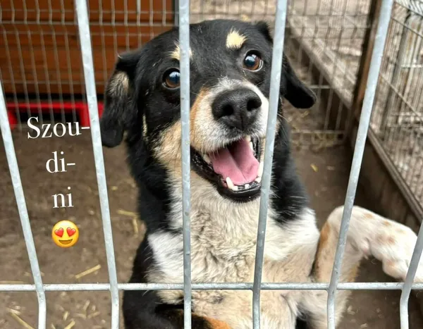 Pies do adopcji, Przyborówko, 23 lutego 2026 (2/5)