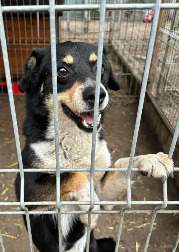 Pies do adopcji, Przyborówko, 23 lutego 2026 (3/5)