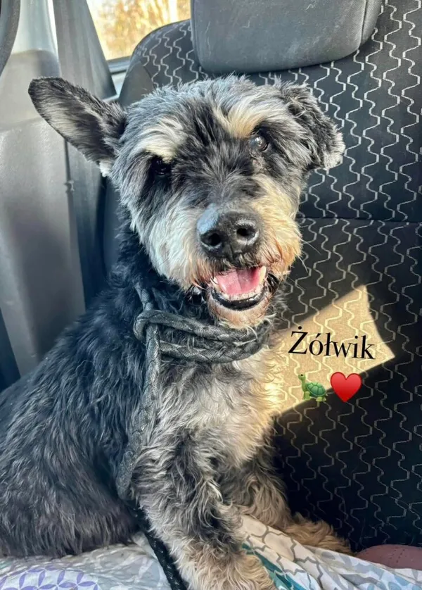 Pies do adopcji, Przyborówko, 19 marca 2025 (2/3)