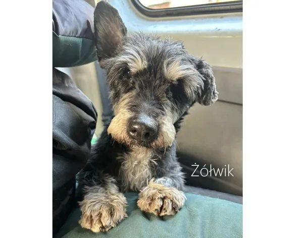 Pies do adopcji, Przyborówko, 19 marca 2025 (3/3)