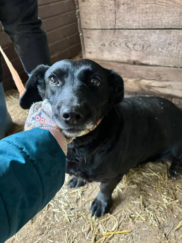 Pies do adopcji, Przyborówko, 19 marca 2025 (1/4)