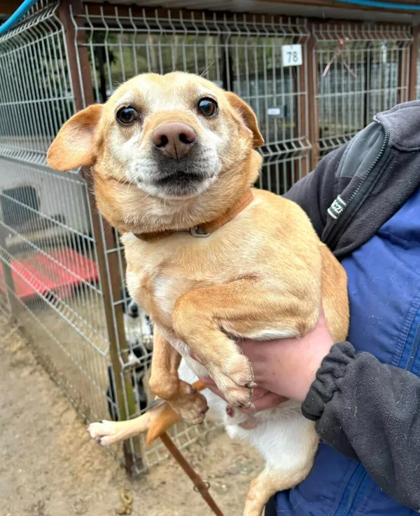 Pies do adopcji, Przyborówko, 19 marca 2025 (2/4)