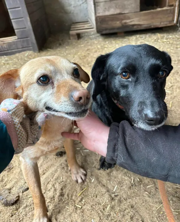 Pies do adopcji, Przyborówko, 19 marca 2025 (3/4)