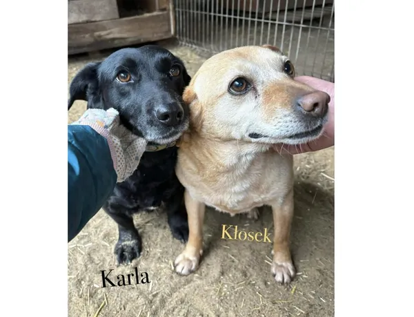 Pies do adopcji, Przyborówko, 19 marca 2025 (4/4)