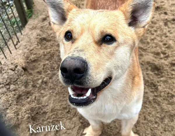 Pies do adopcji, Przyborówko, 24 kwietnia 2025 (1/5)