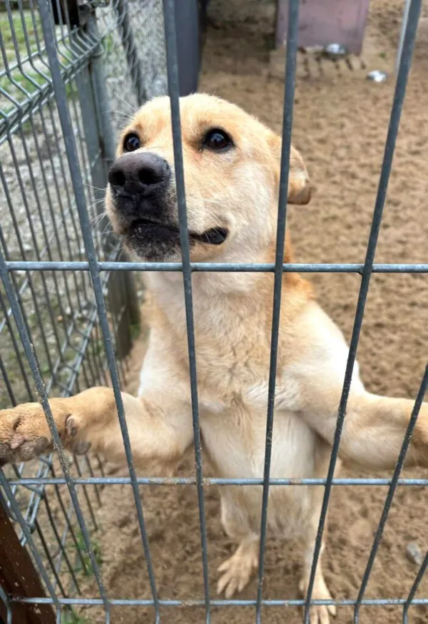 Pies do adopcji, Przyborówko, 24 kwietnia 2025 (2/5)