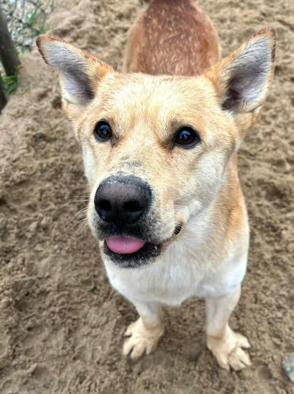 Pies do adopcji, Przyborówko, 24 kwietnia 2025 (3/5)