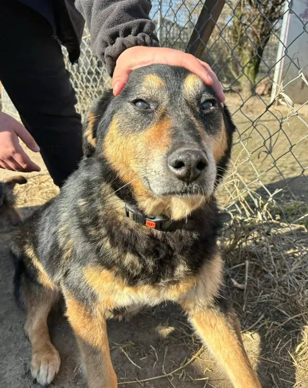 Pies do adopcji, Przyborówko, 19 marca 2025 (1/3)