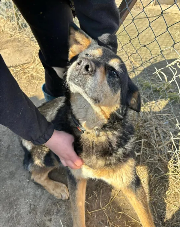 Pies do adopcji, Przyborówko, 19 marca 2025 (2/3)