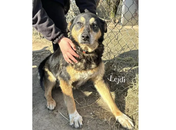 Pies do adopcji, Przyborówko, 19 marca 2025 (3/3)