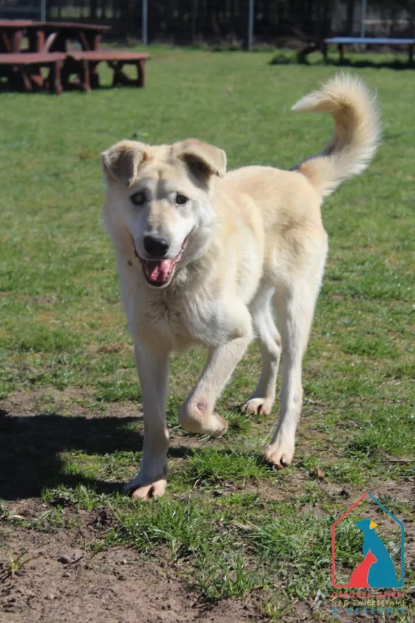 Pies do adopcji, Grudziądz, 2 marca 2025 (1/5)