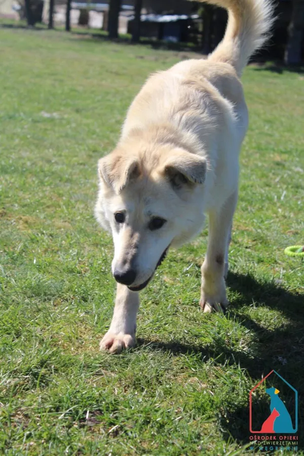 Pies do adopcji, Grudziądz, 2 marca 2025 (2/5)