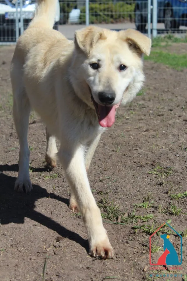 Pies do adopcji, Grudziądz, 2 marca 2025 (4/5)