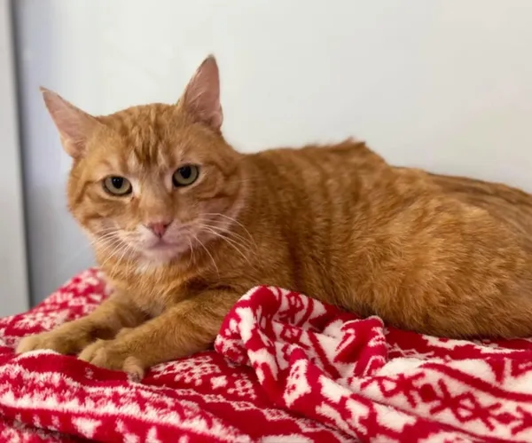 Kot do adopcji, Piła, 15 stycznia 2025 (2/4)