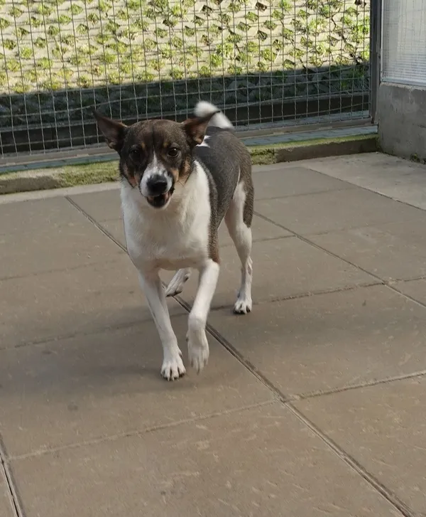 Znaleziono psa, Gdańsk, 19 marca 2025