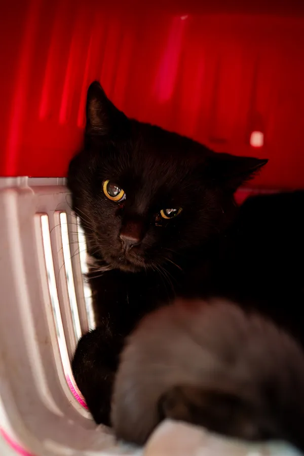 Znaleziono kota, Sosnowiec, 15 marca 2025 (1/2)