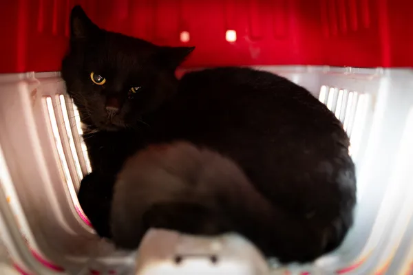 Znaleziono kota, Sosnowiec, 15 marca 2025 (2/2)