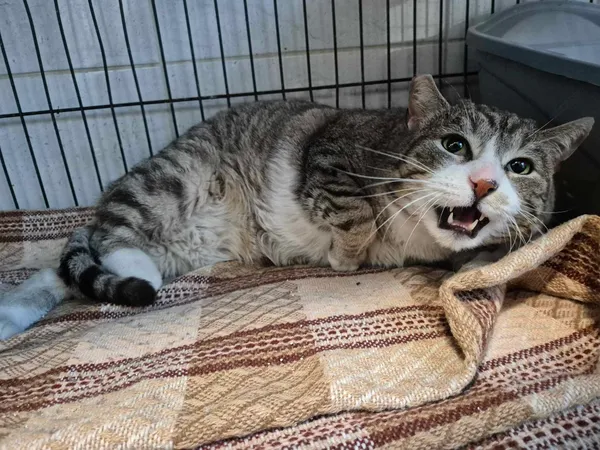 Znaleziono kota, Sosnowiec, 18 marca 2025