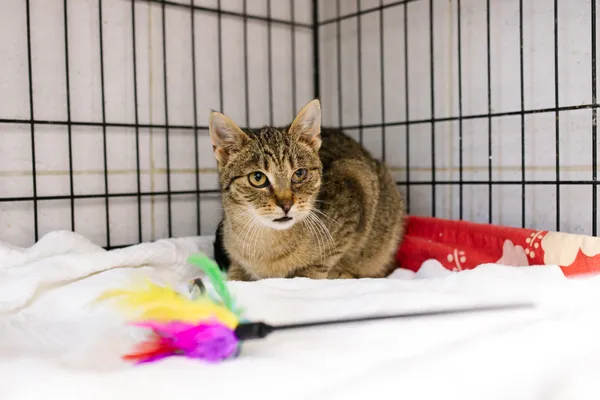 Znaleziono kota, Sosnowiec, 18 marca 2025 (1/5)