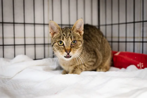 Znaleziono kota, Sosnowiec, 18 marca 2025 (3/5)