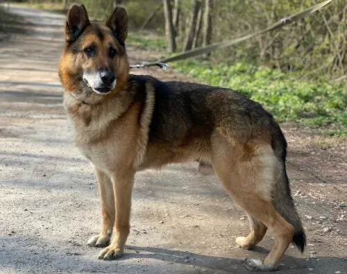 Pies do adopcji, Głowno, 19 marca 2025 (1/5)