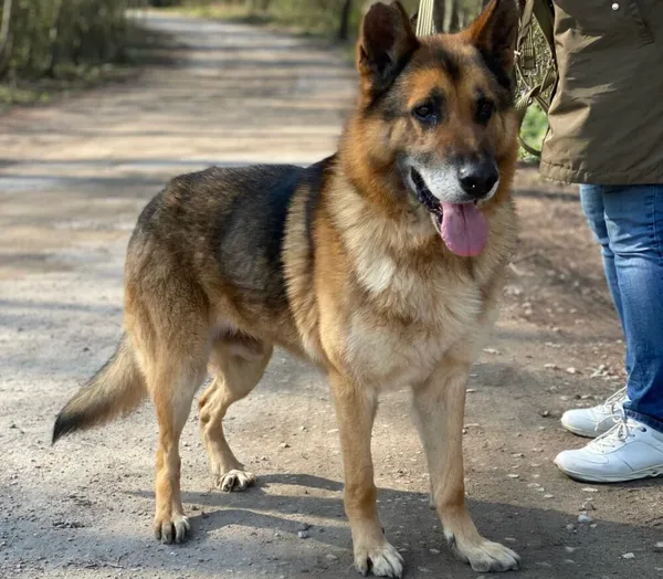 Pies do adopcji, Głowno, 19 marca 2025 (2/5)