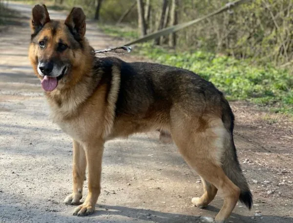 Pies do adopcji, Głowno, 19 marca 2025 (3/5)