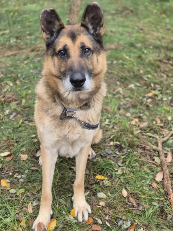 Pies do adopcji, Głowno, 19 marca 2025 (5/5)