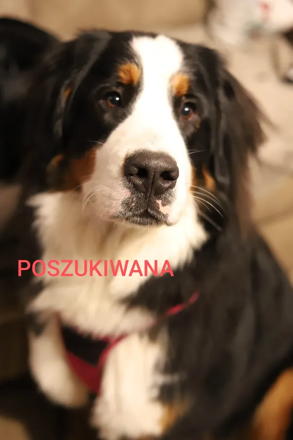 Zaginął pies, Ligota Toszecka, 20 marca 2025 (1/2)