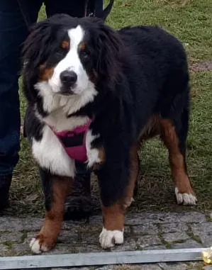 Zaginął pies, Ligota Toszecka, 20 marca 2025 (2/2)