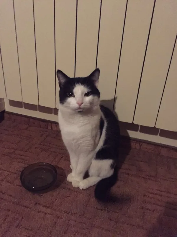 Zaginął kot, Toruń, Rudak, 20 marca 2025 (2/4)