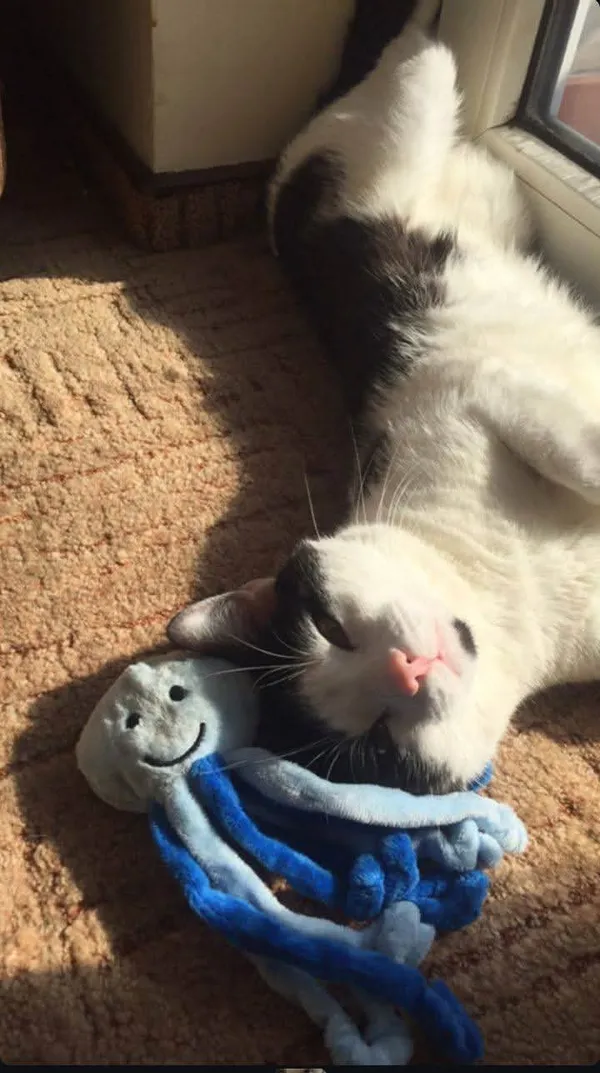 Zaginął kot, Toruń, Rudak, 20 marca 2025 (4/4)